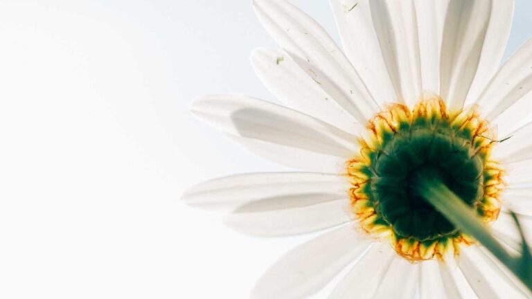 Where Can I Find 11Xplay Com App Login Download Link?